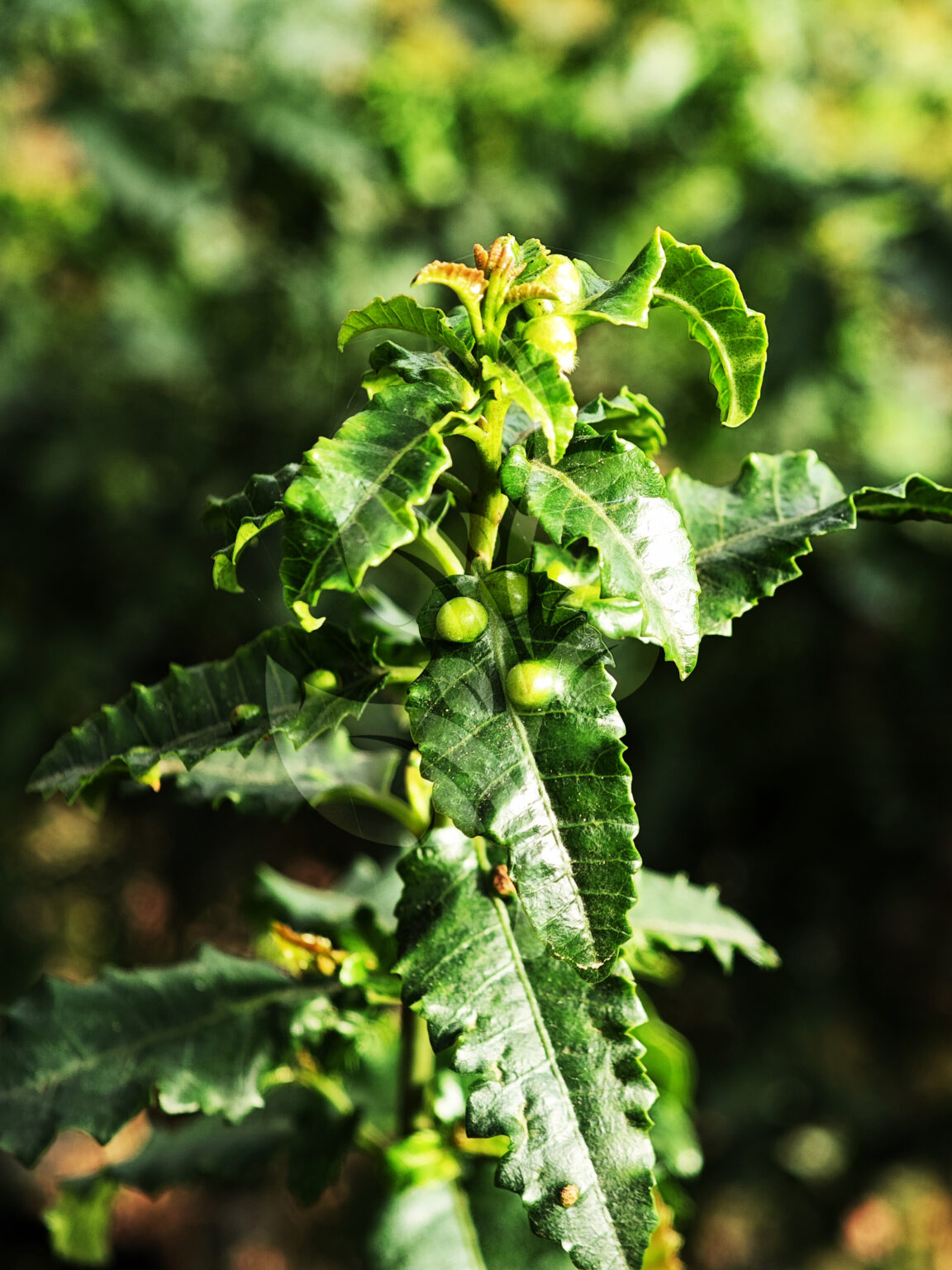 IMG_20240830_085342 copia