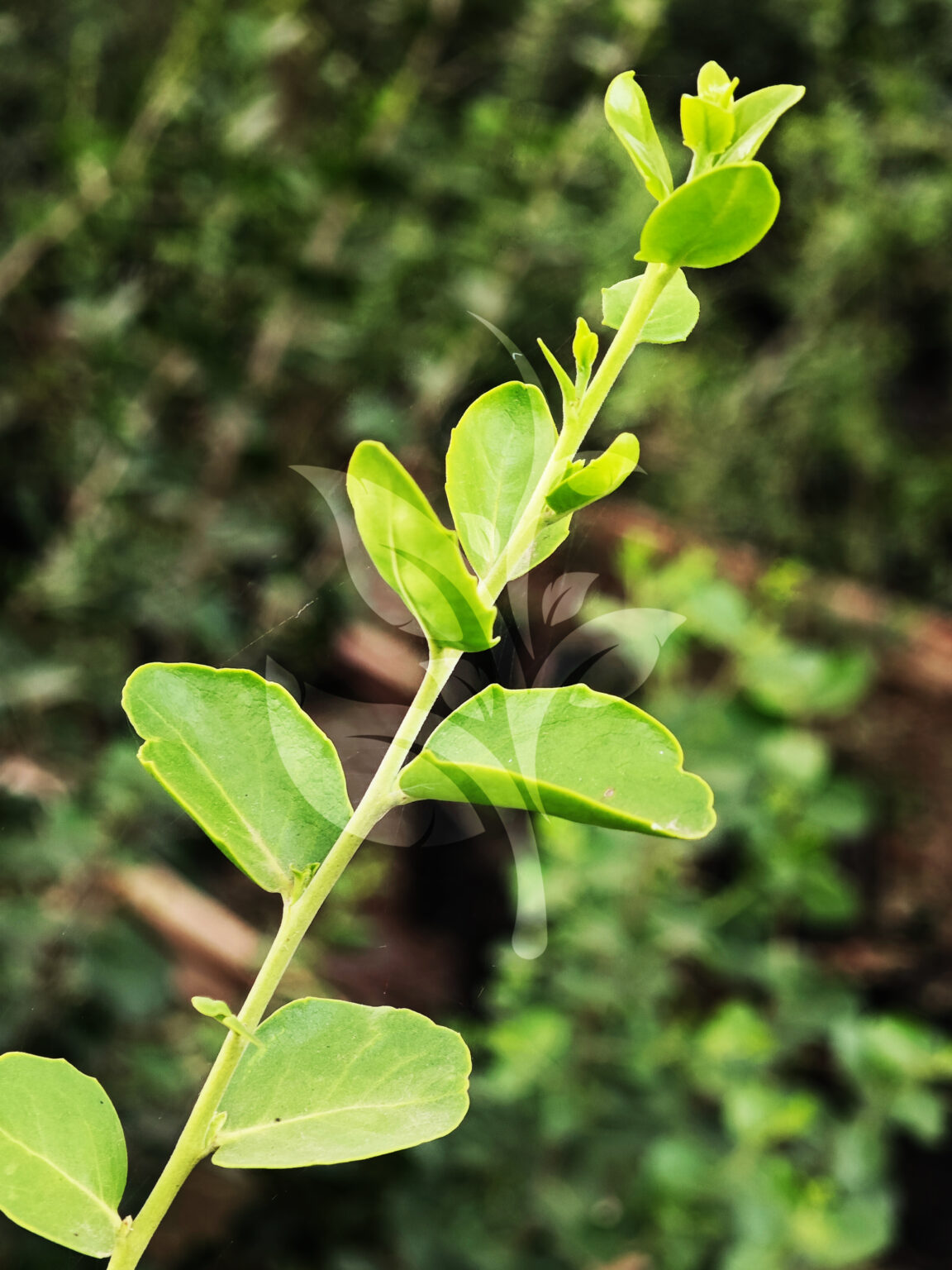 IMG_20240830_090025 copia