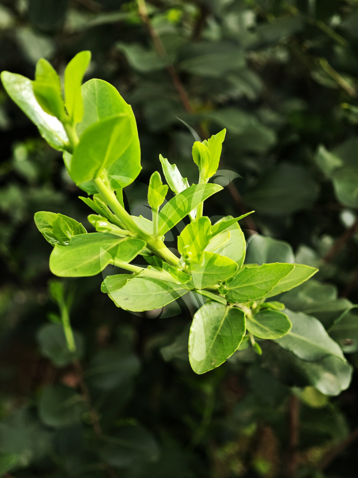 IMG_20240830_090133 copia