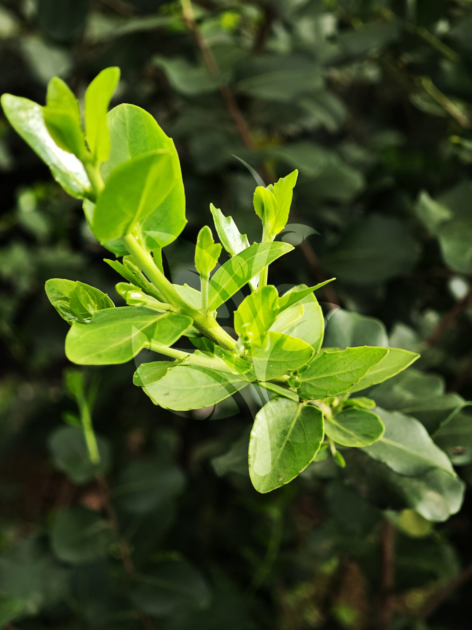 IMG_20240830_090133 copia