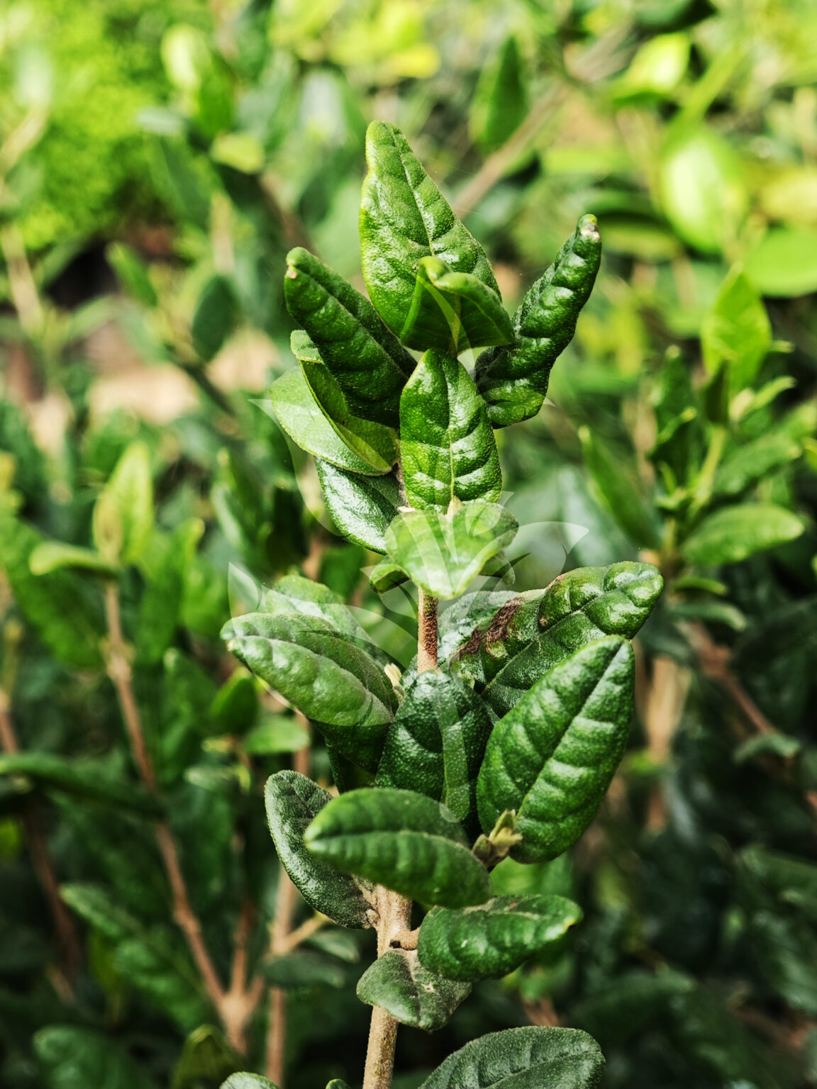 IMG_20240830_090224 copia