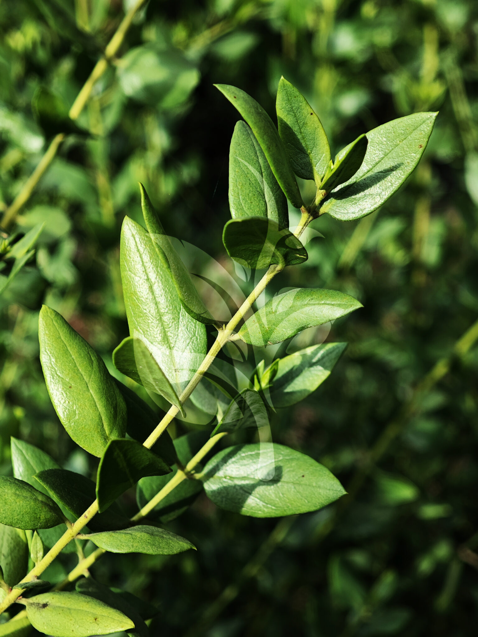 IMG_20240830_090242 copia