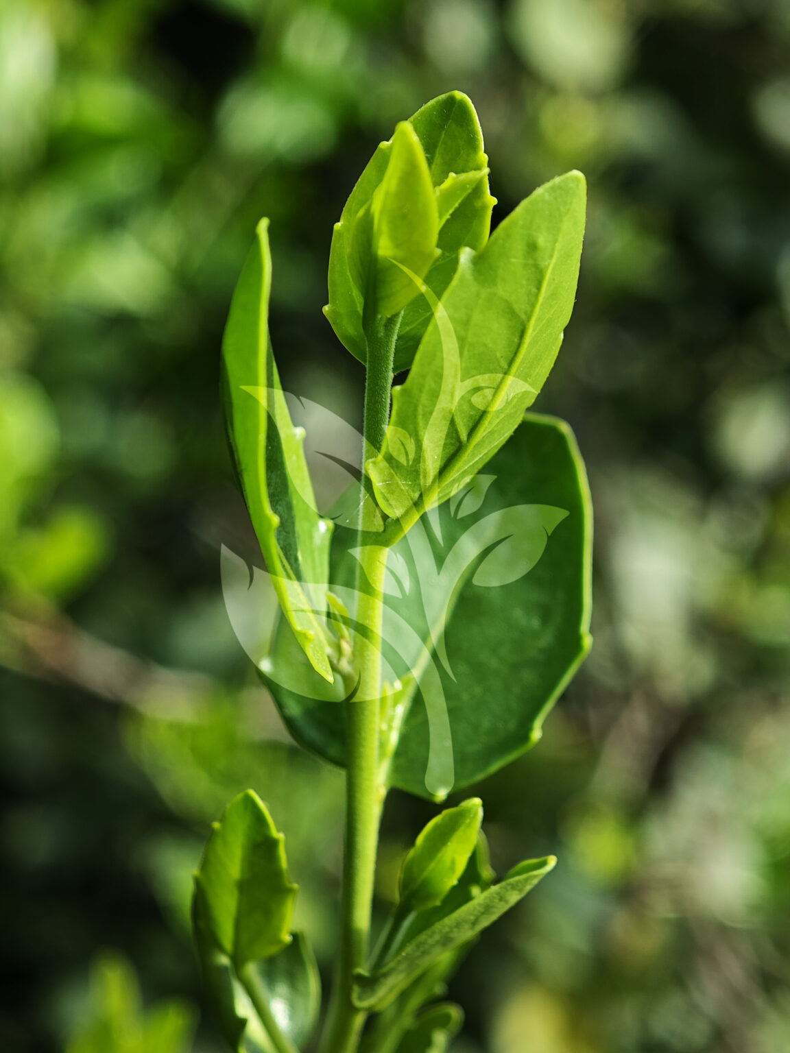 IMG_20240830_090314 copia