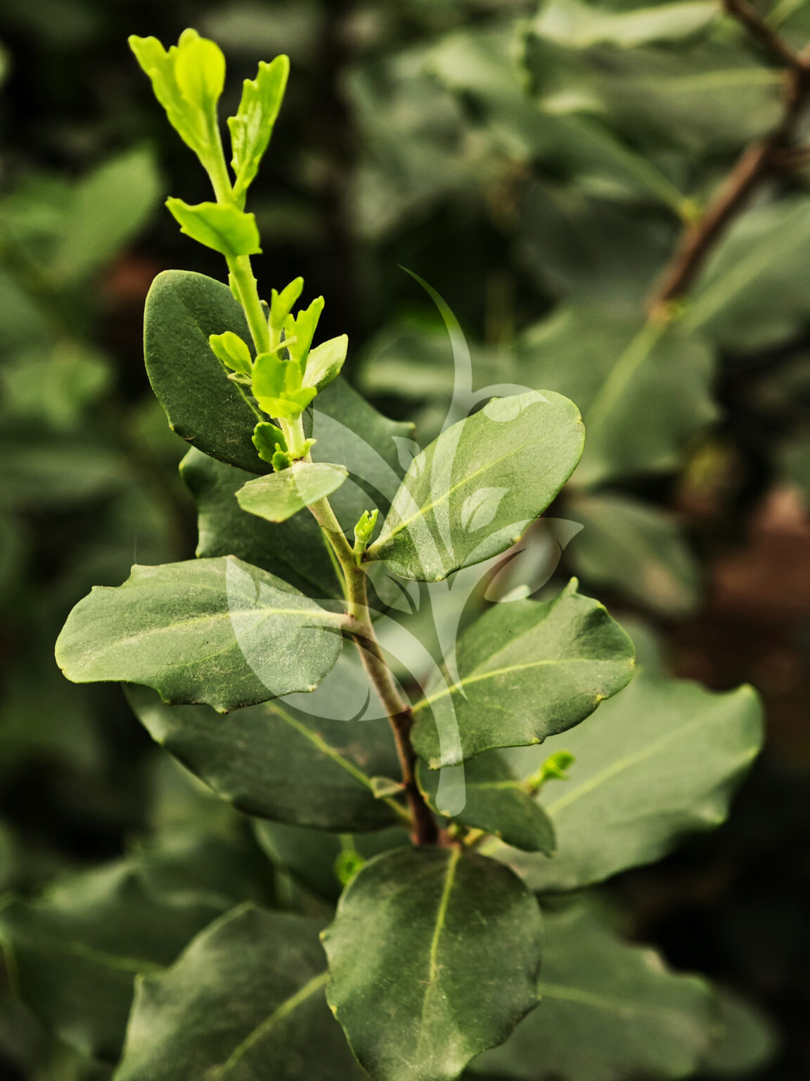 IMG_20240830_090450 copia