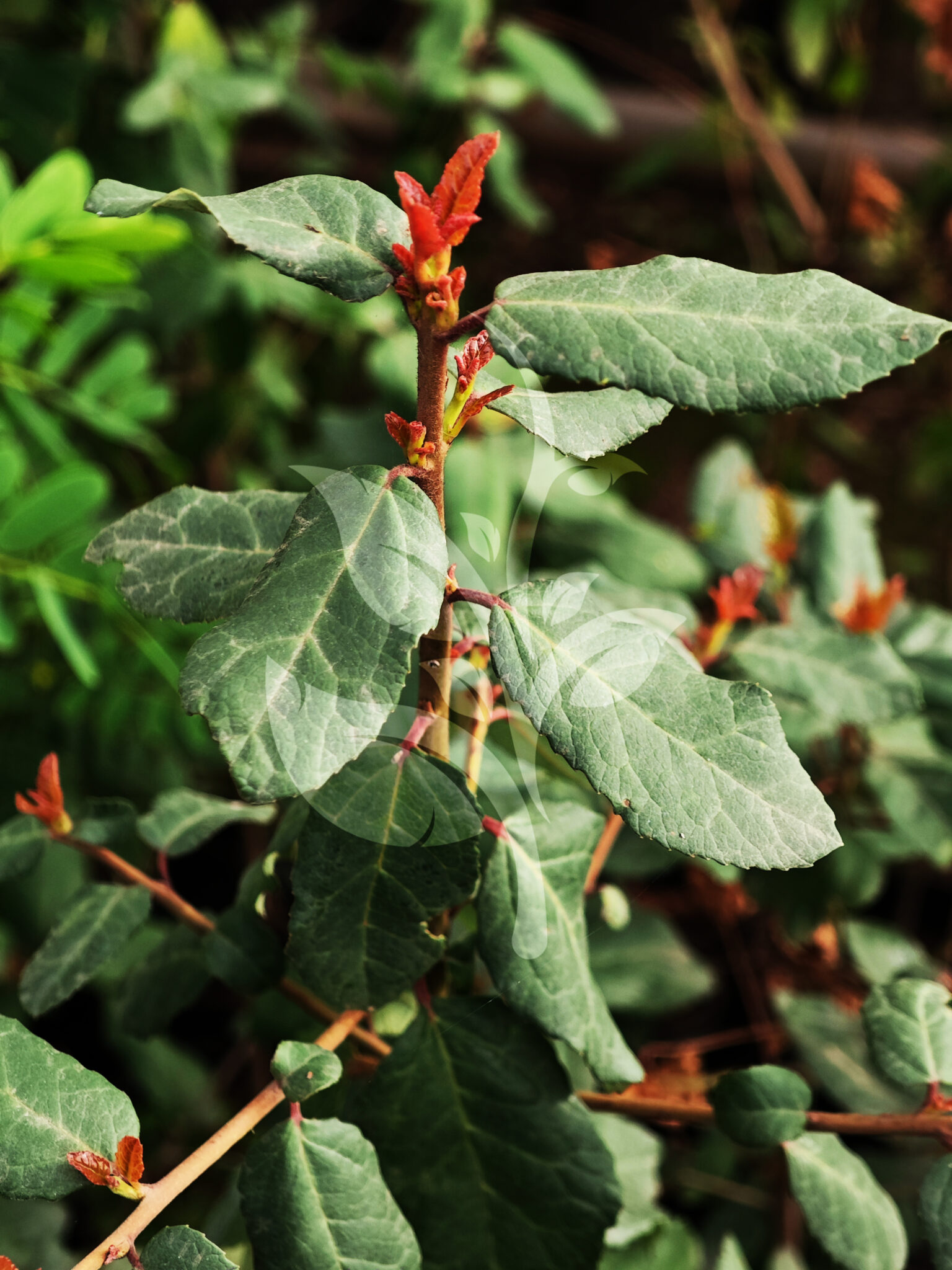 IMG_20240830_090528 copia