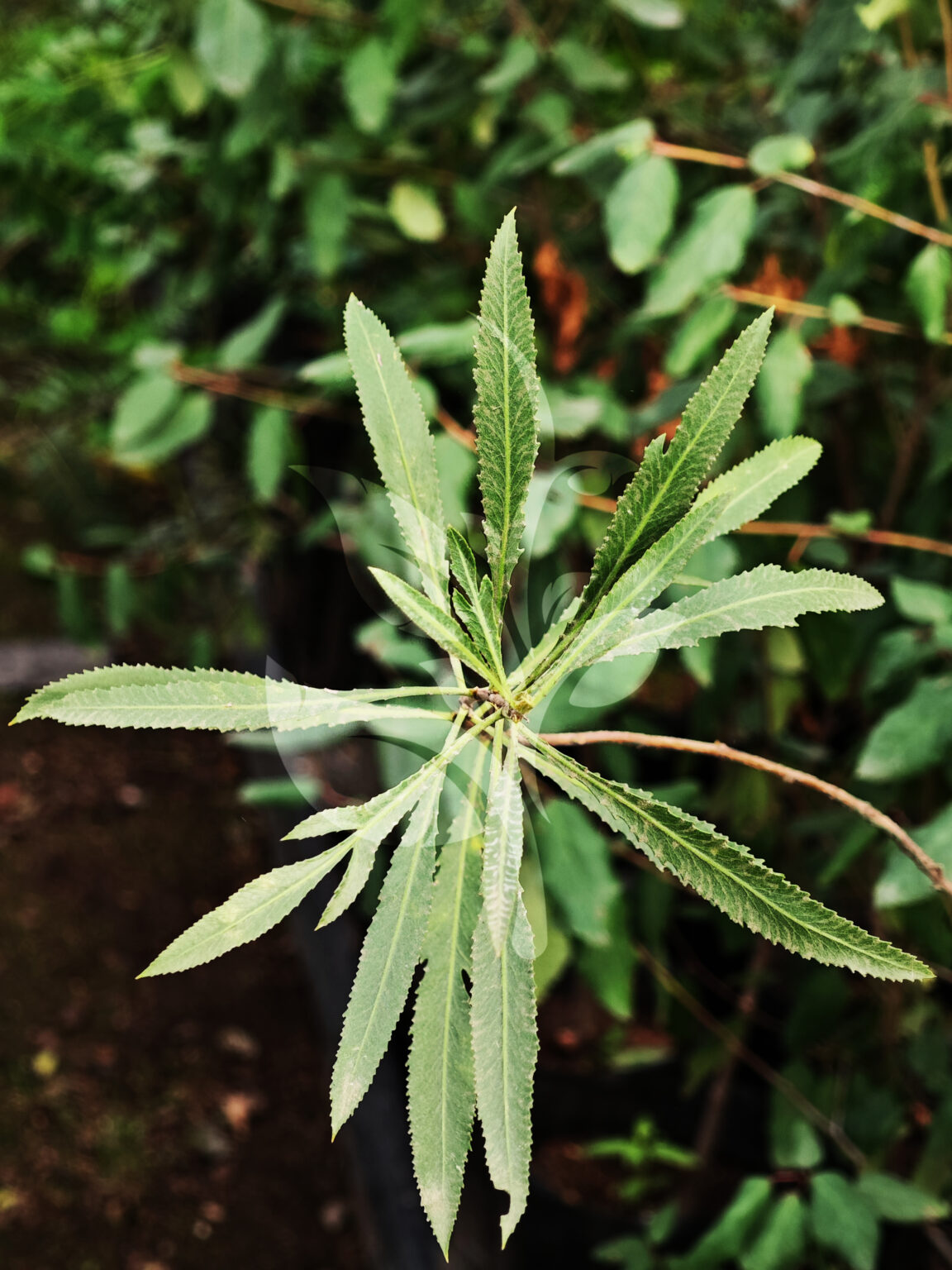 IMG_20240830_090553 copia