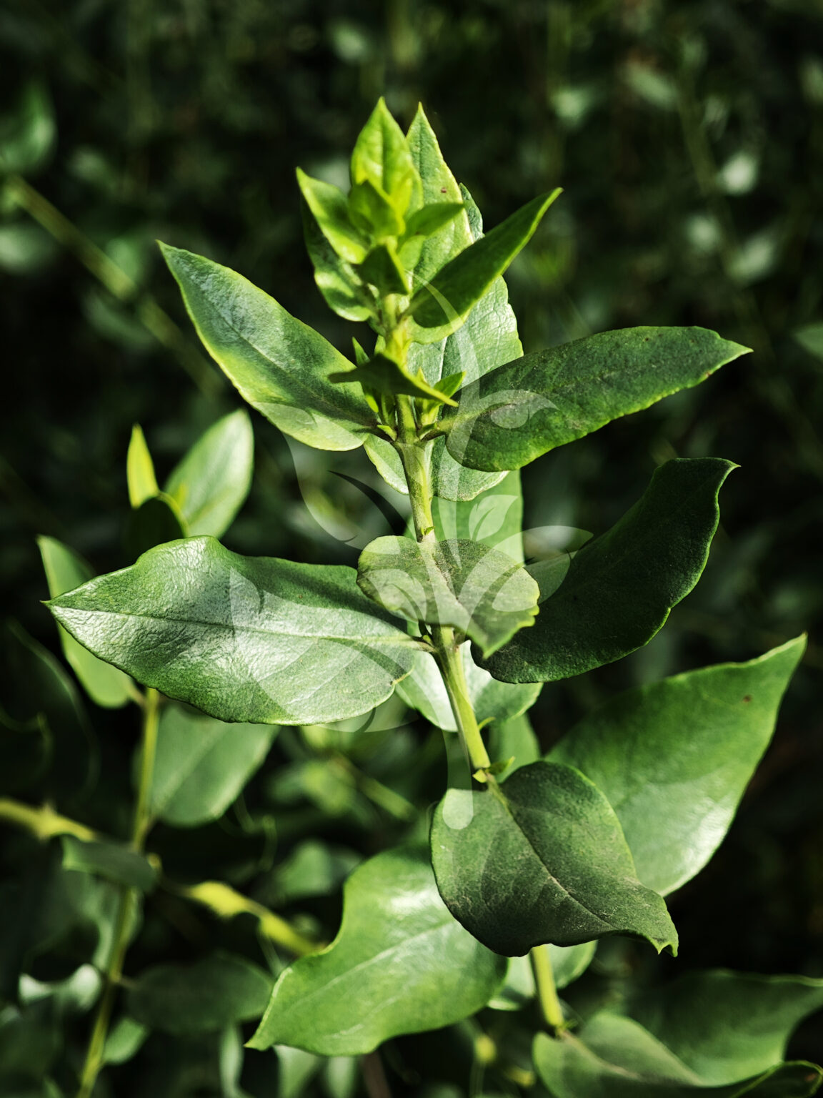 IMG_20240830_090610 copia