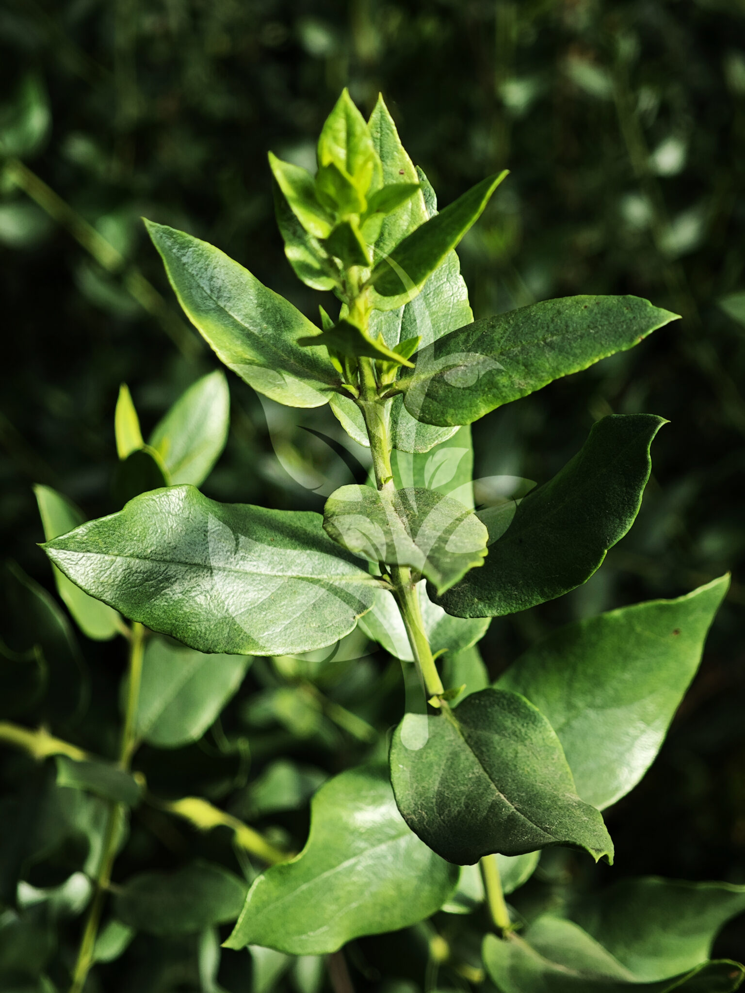 IMG_20240830_090610 copia