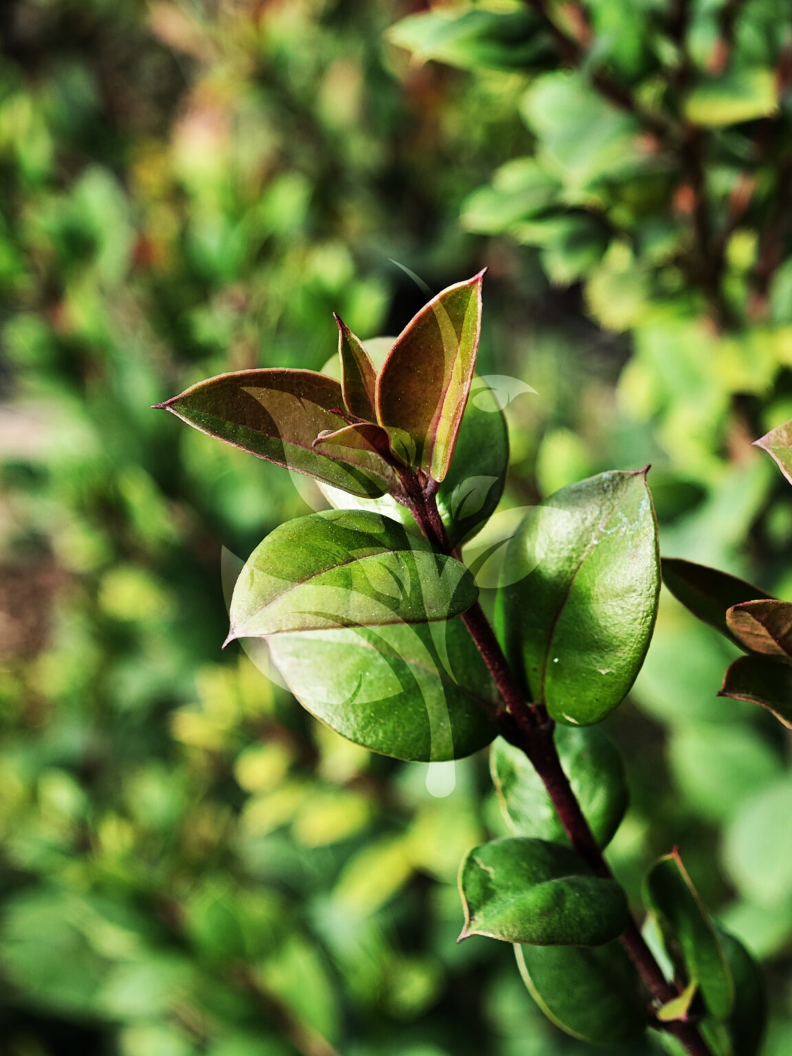 IMG_20240830_090623 copia