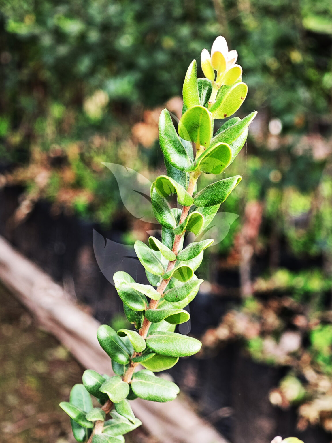 IMG_20240830_090716 copia