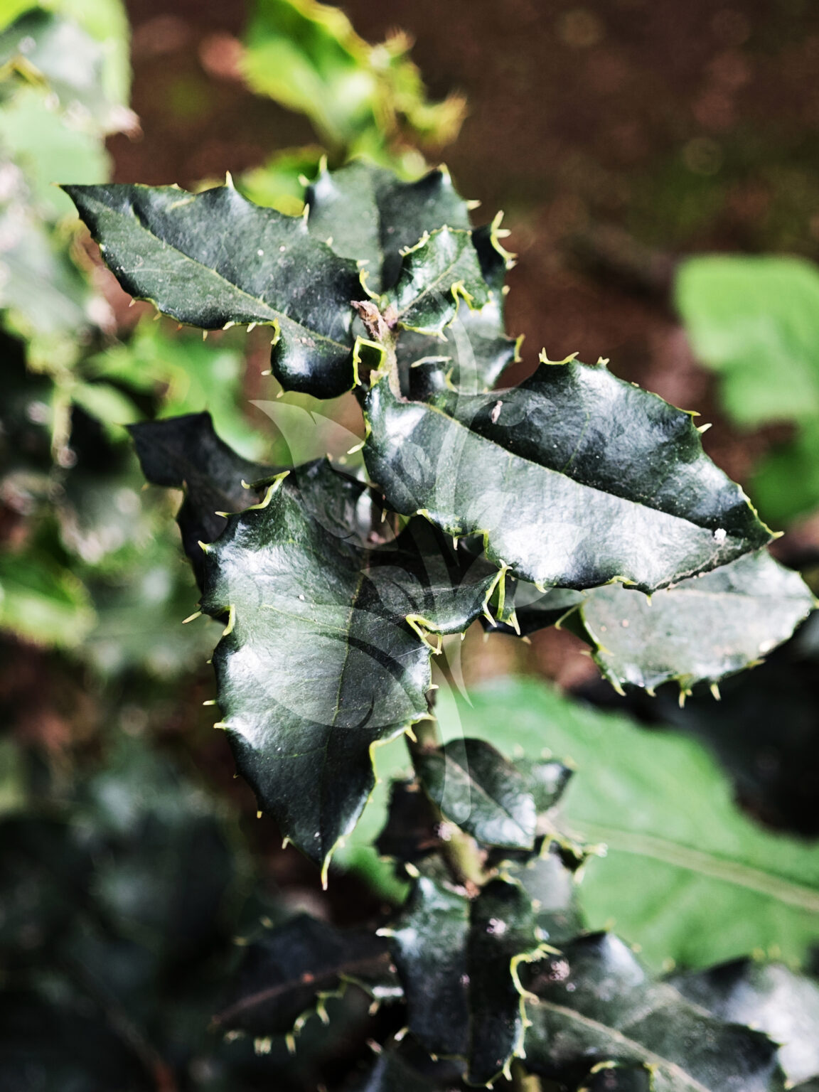 IMG_20240830_090815 copia