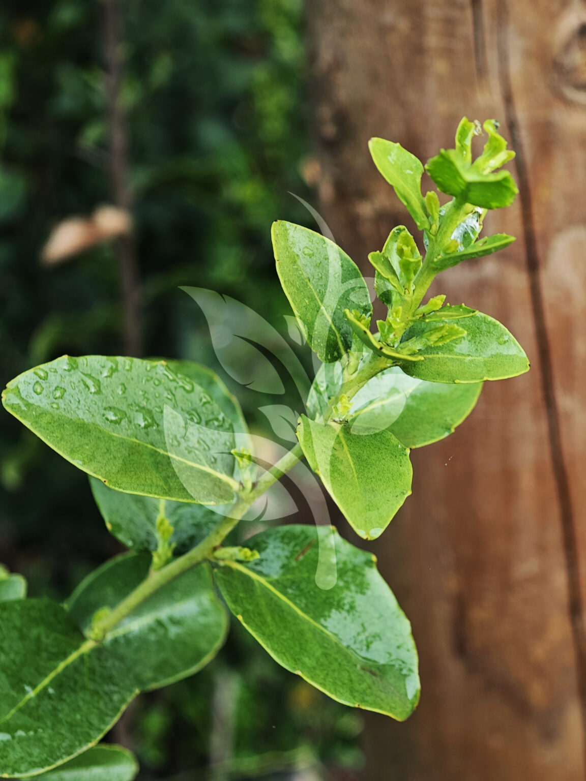 IMG_20240830_091156 copia