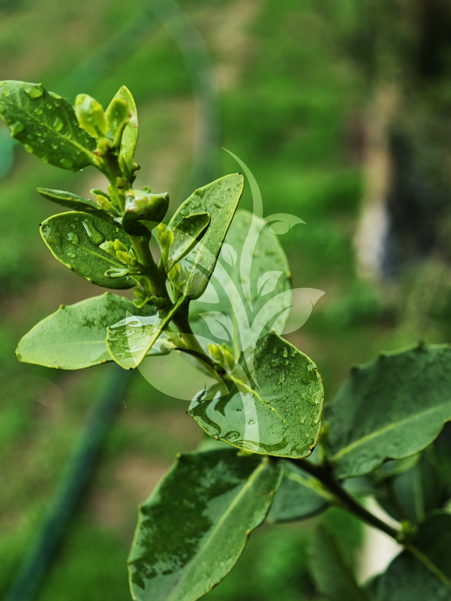 IMG_20240830_091207 copia