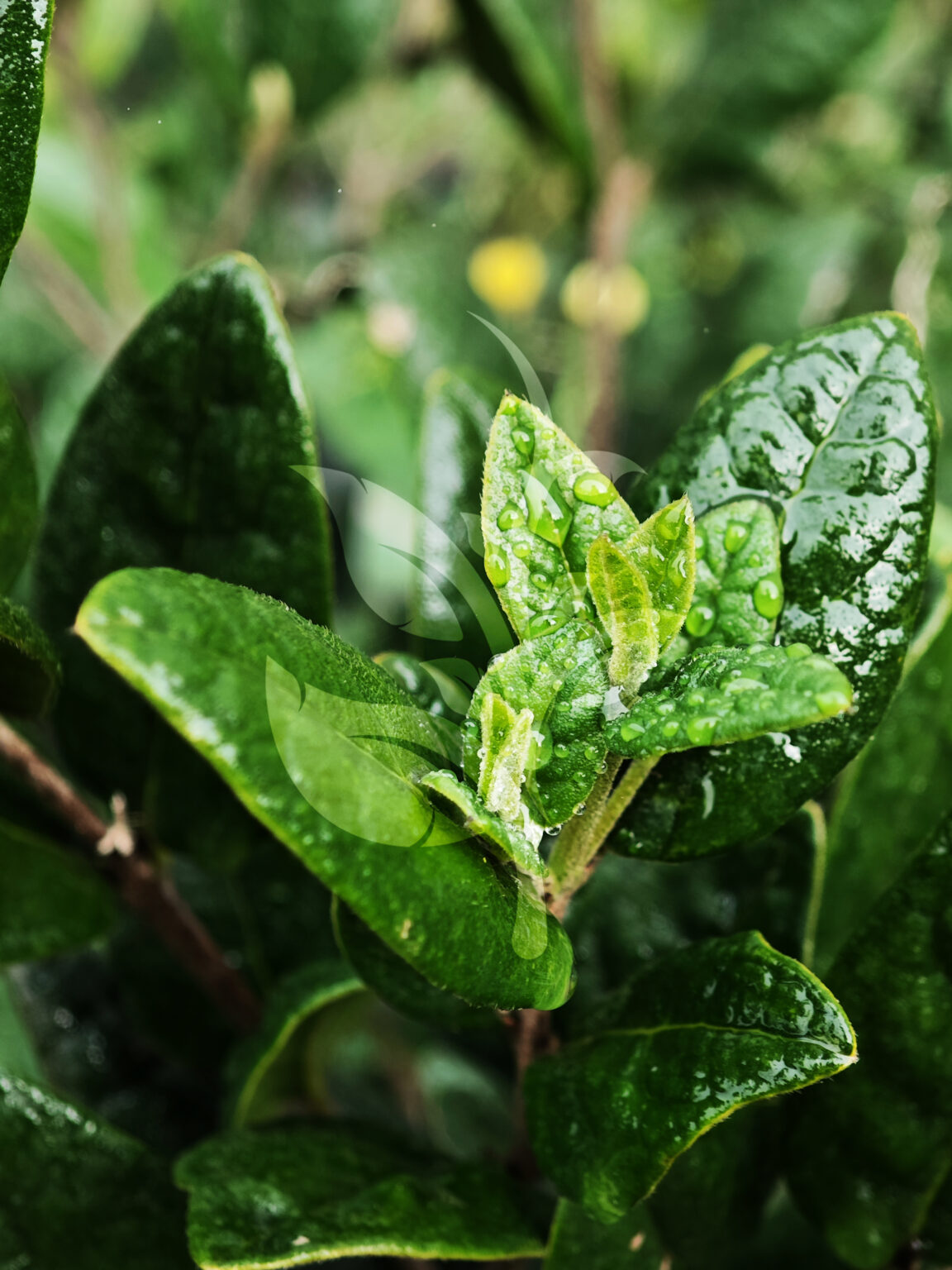 IMG_20240830_091335 copia