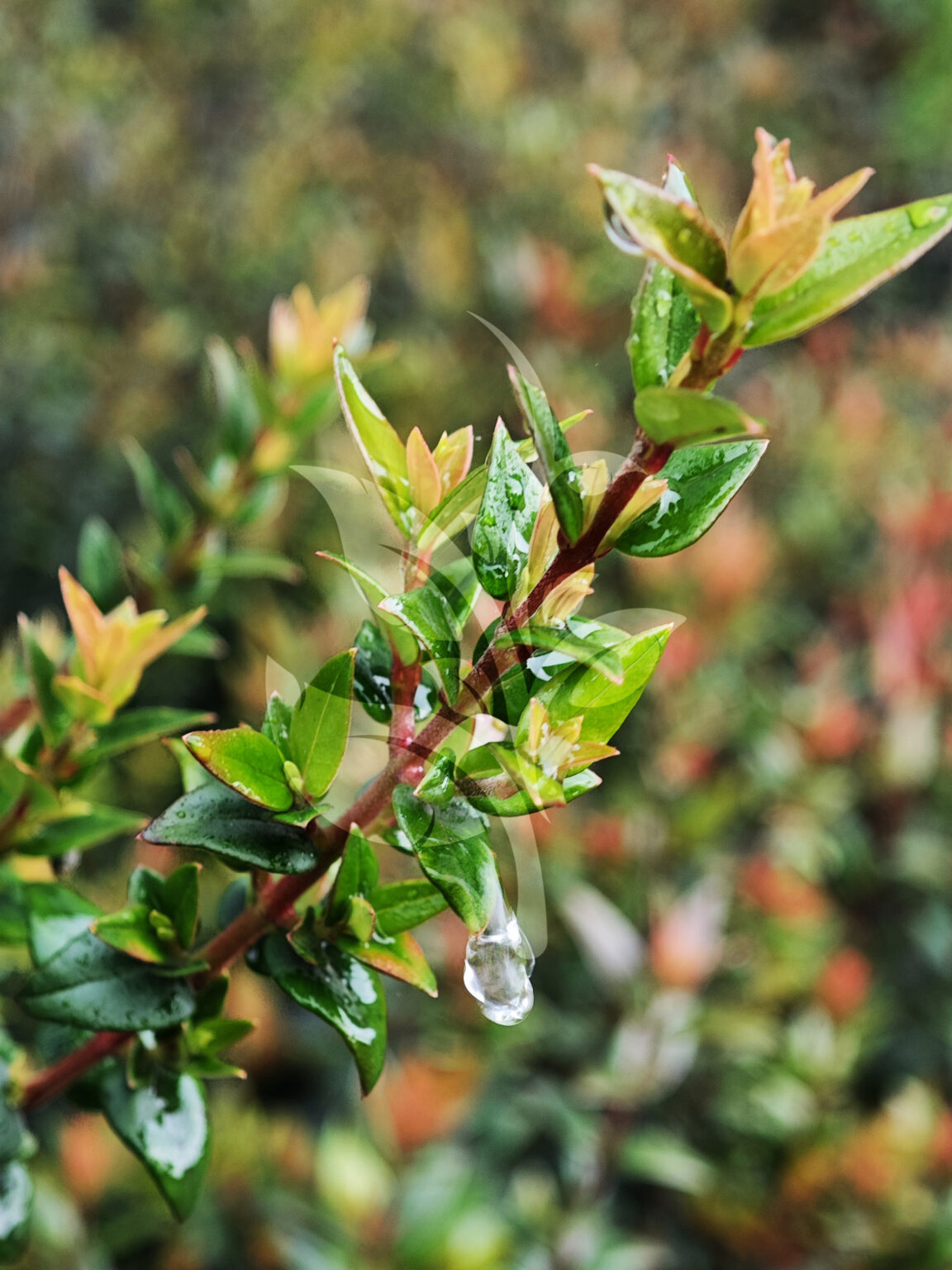 IMG_20240830_091408 copia