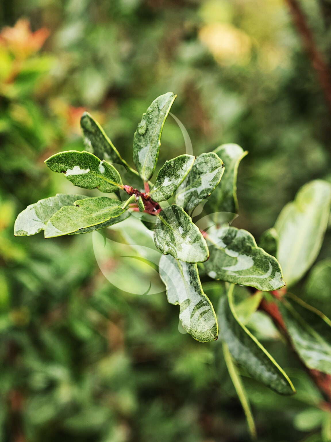 IMG_20240830_091433 copia