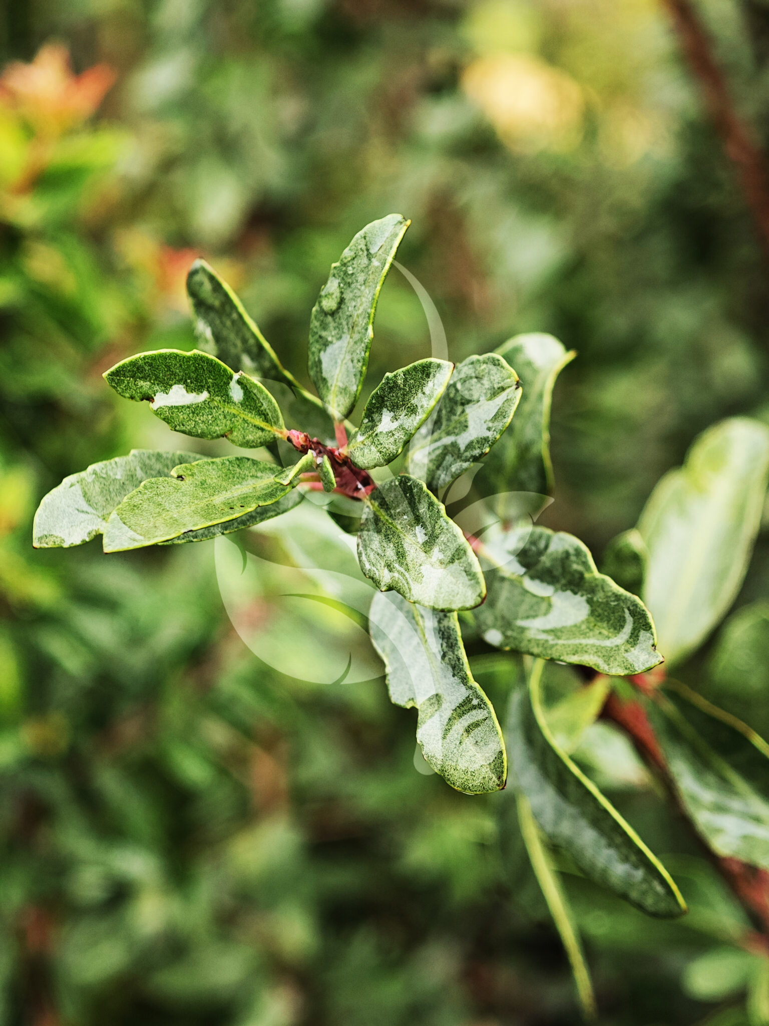 IMG_20240830_091433 copia