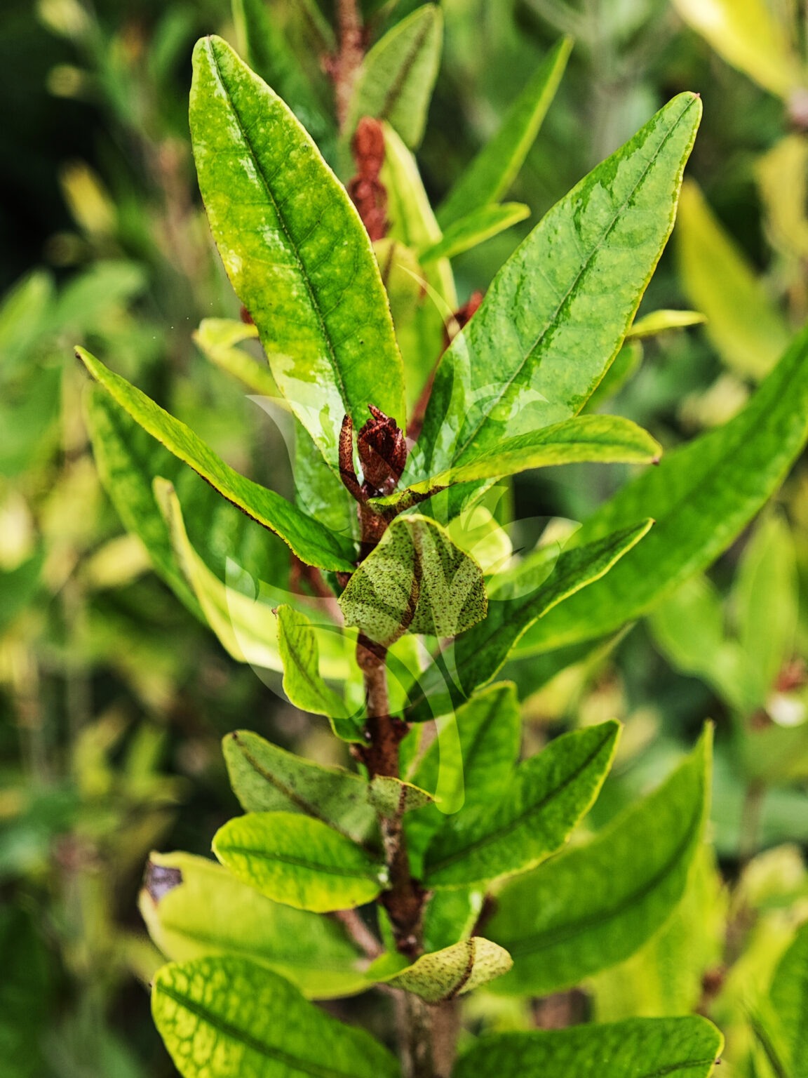 IMG_20240830_091505 copia