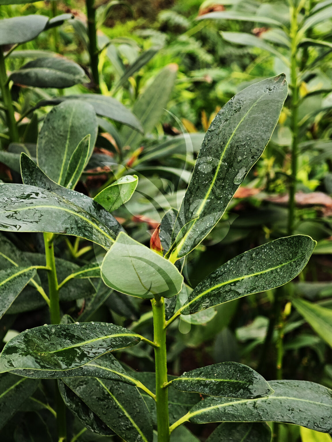 IMG_20240830_091552 copia