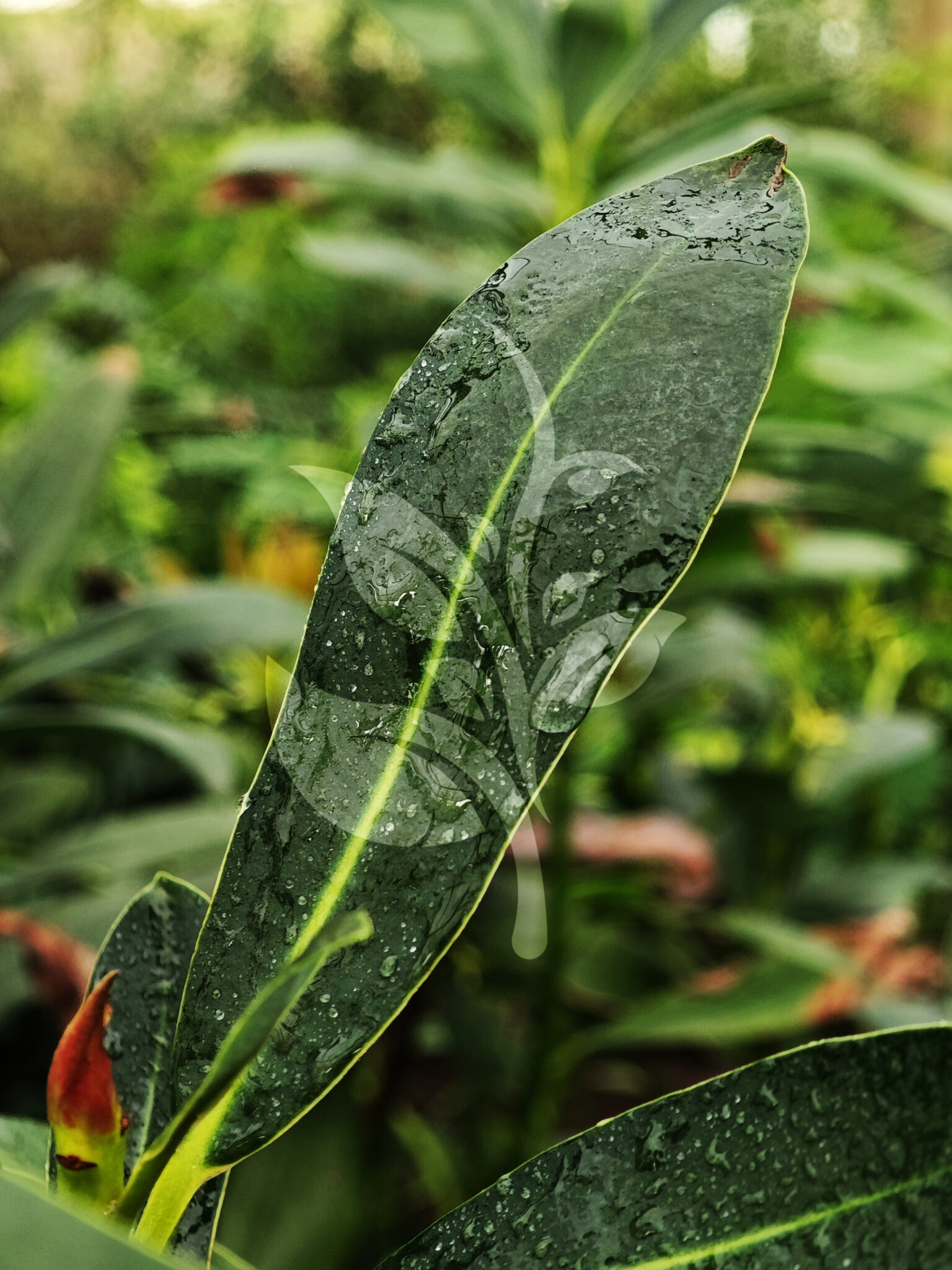 IMG_20240830_091559 copia