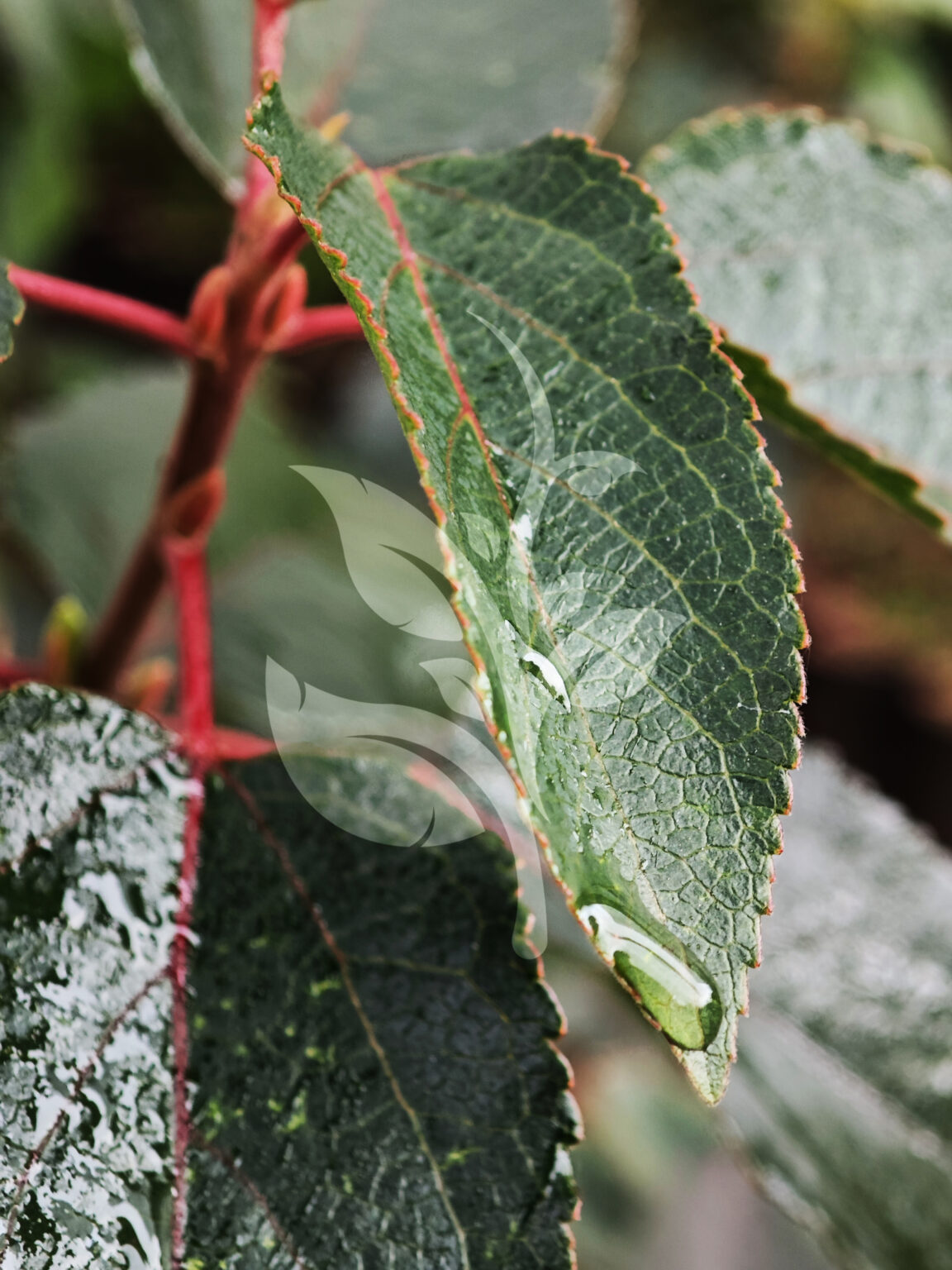 IMG_20240830_091804 copia