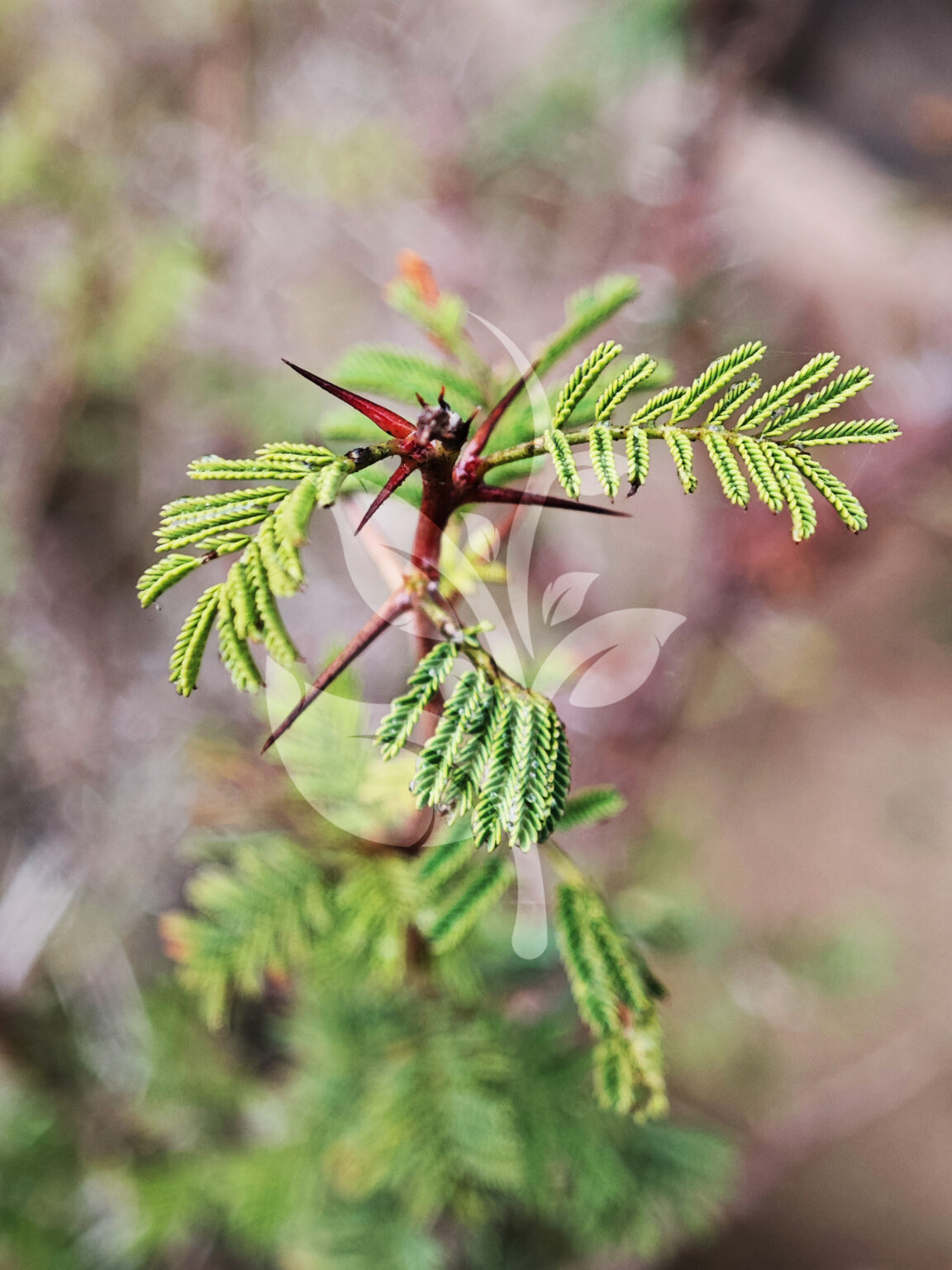 IMG_20240830_093756 copia