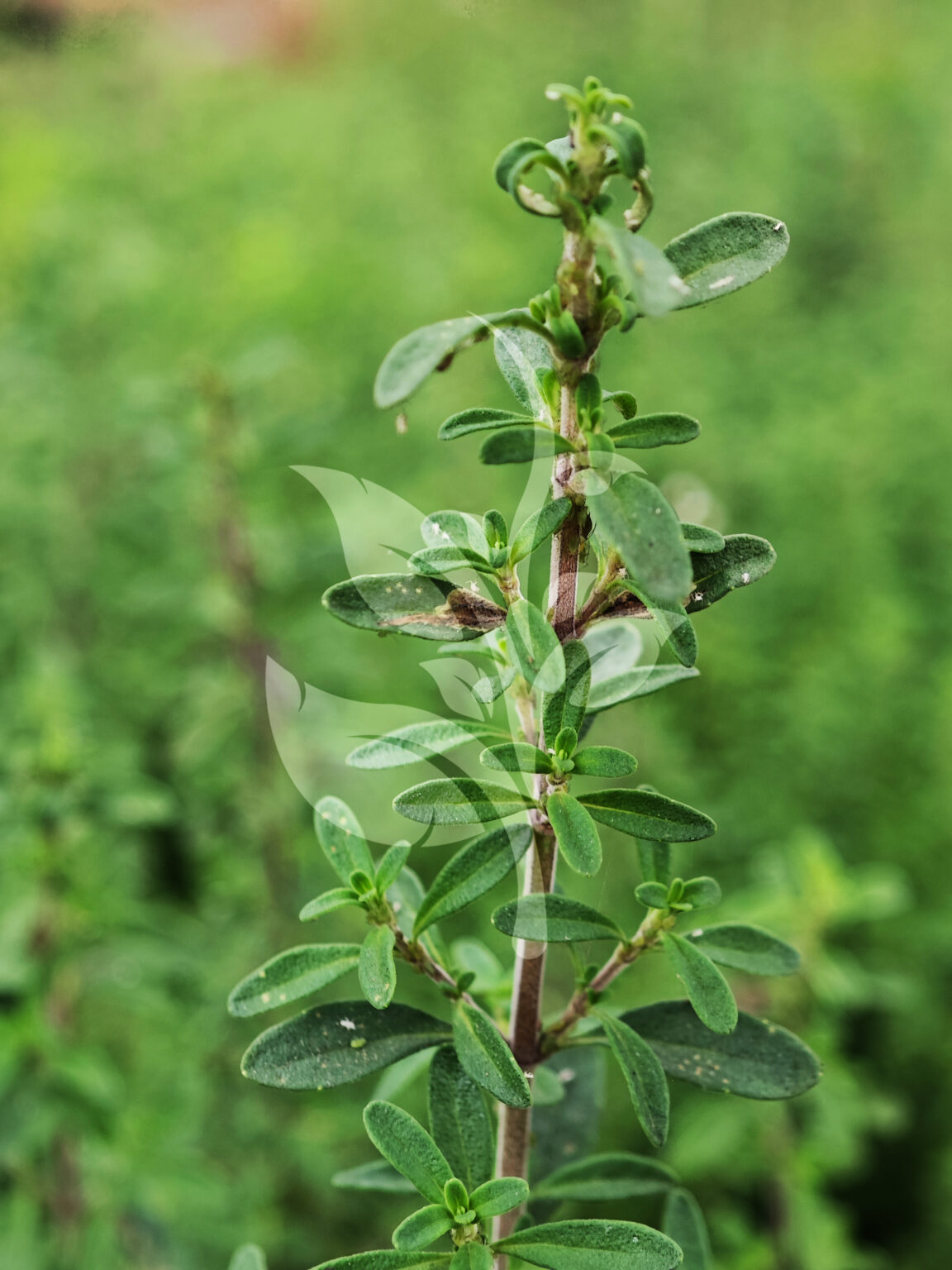 IMG_20240830_094705 copia