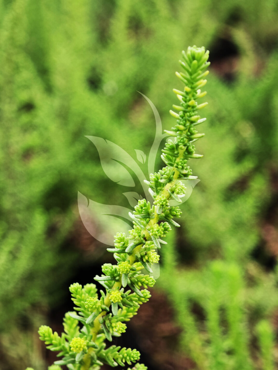 IMG_20240830_094812 copia