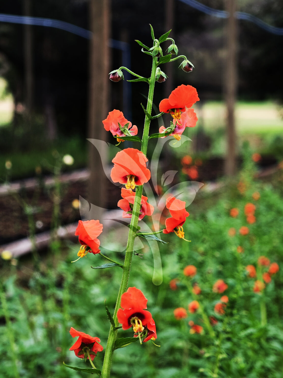 IMG_20240830_094952 copia