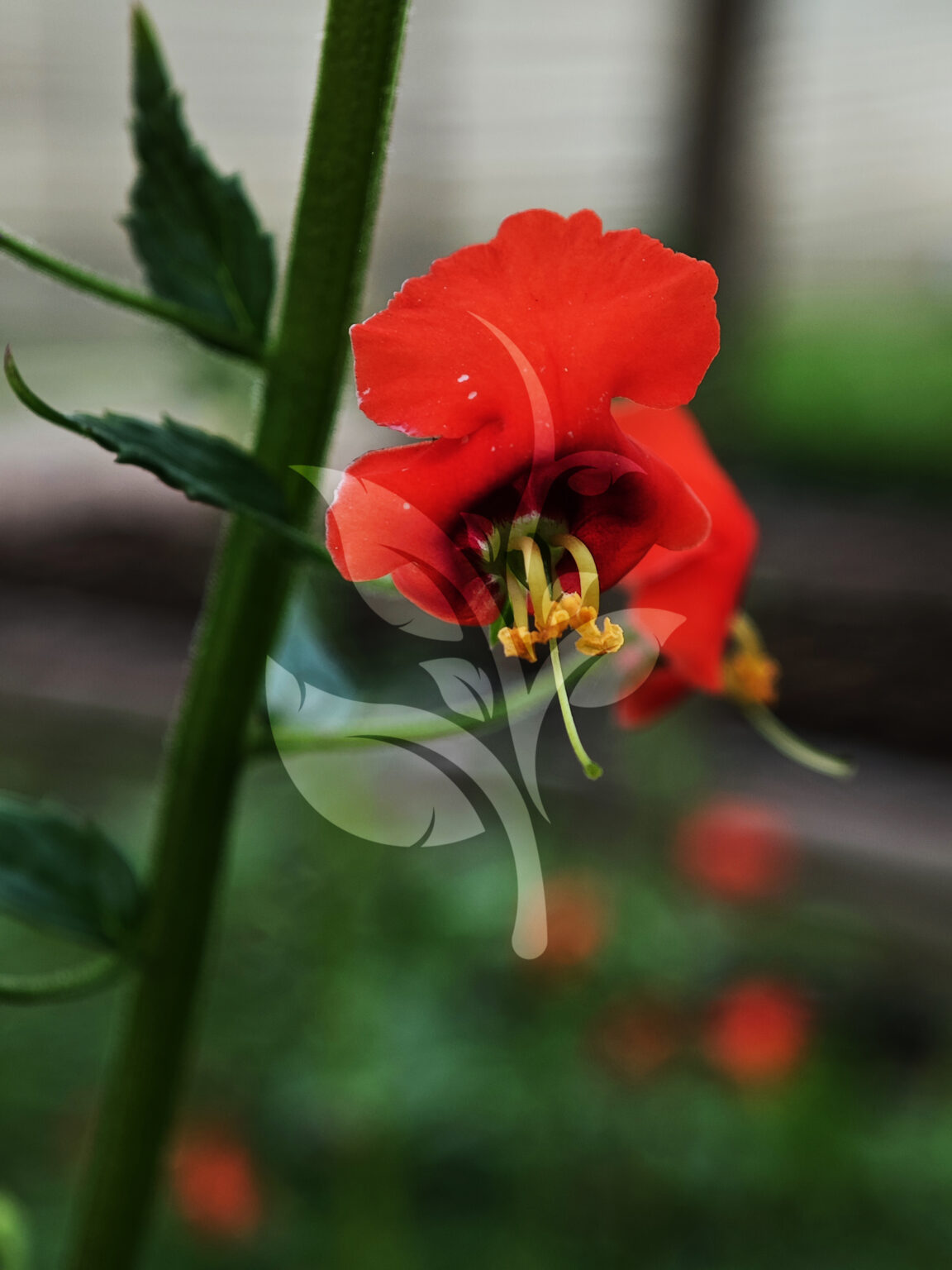 IMG_20240830_095001 copia