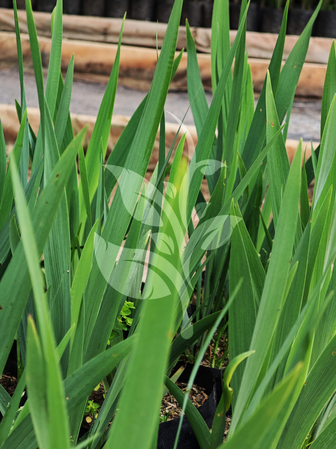 IMG_20240830_095049 copia