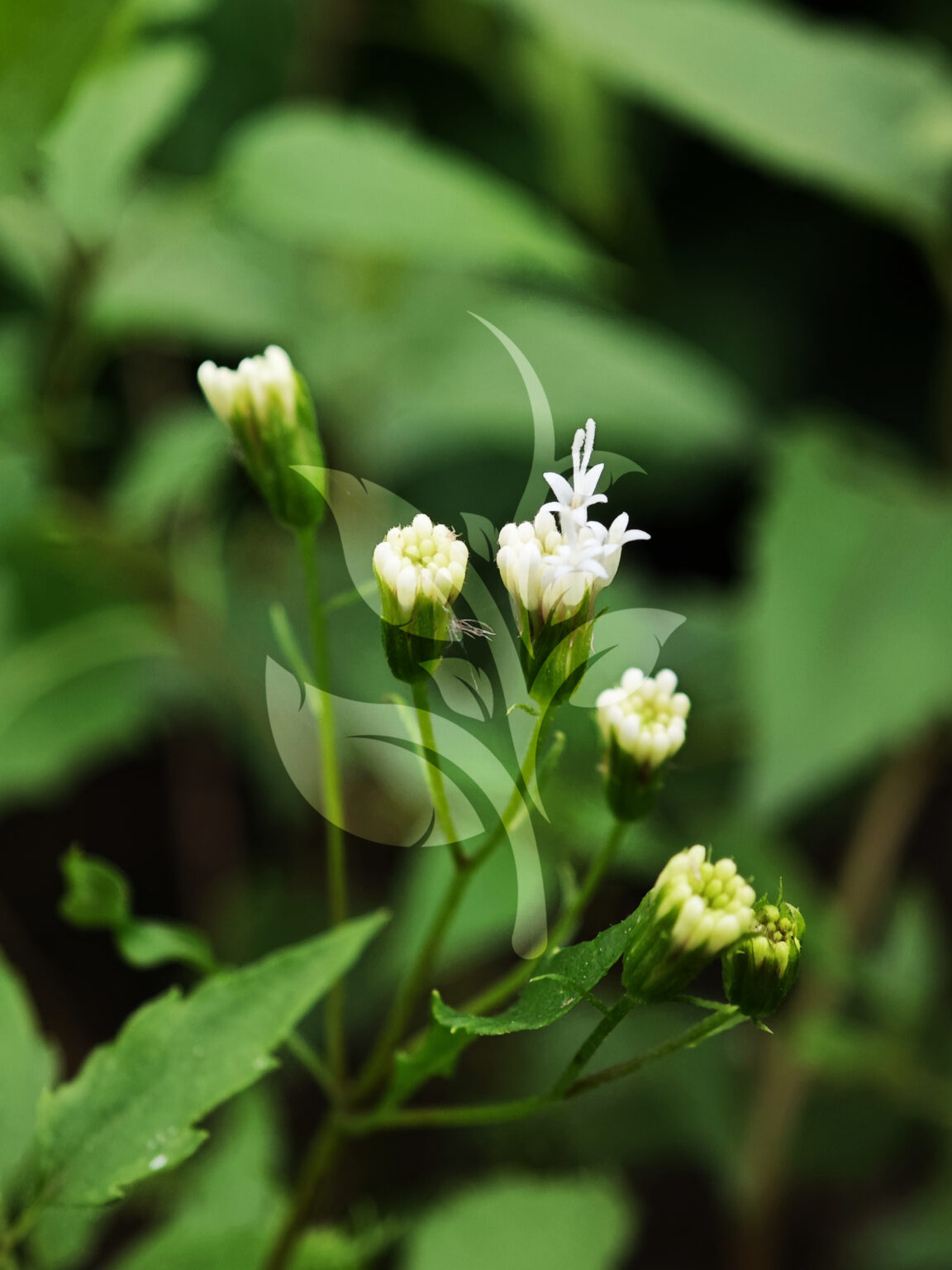 IMG_20240830_095152 copia