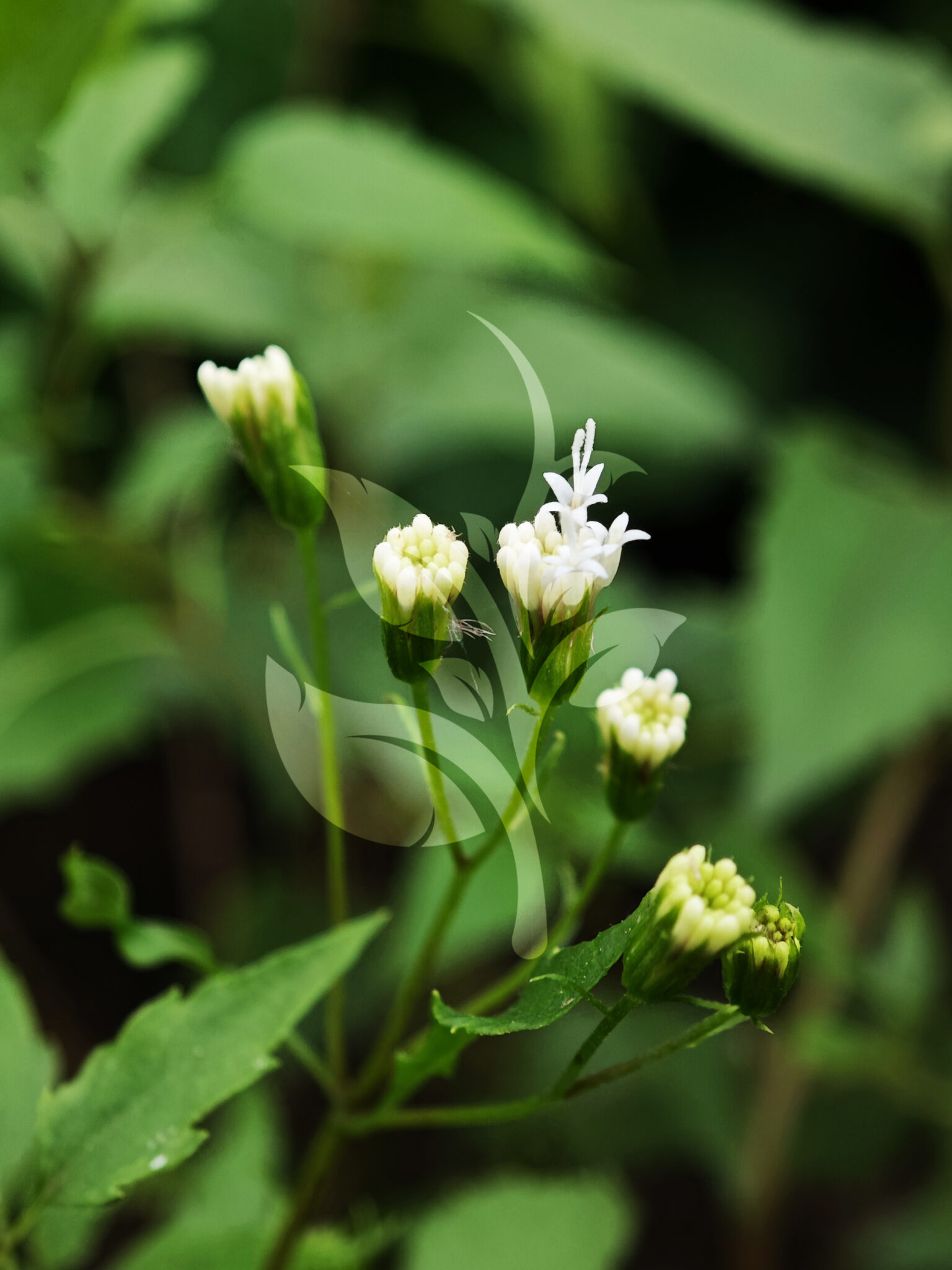 IMG_20240830_095152 copia