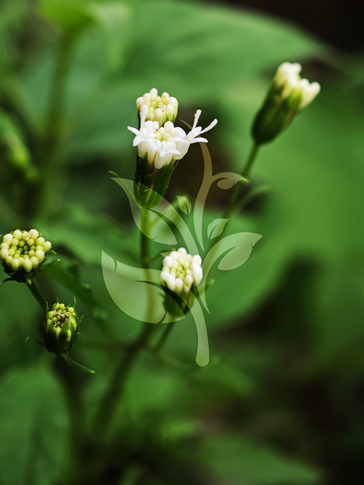 IMG_20240830_095158 copia