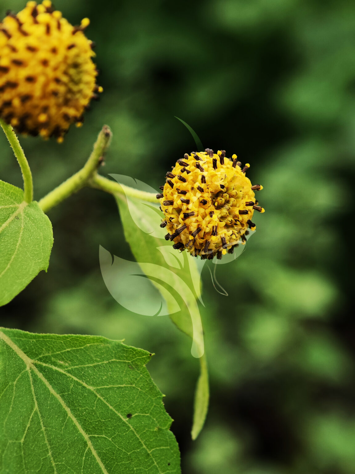 IMG_20240830_095234 copia