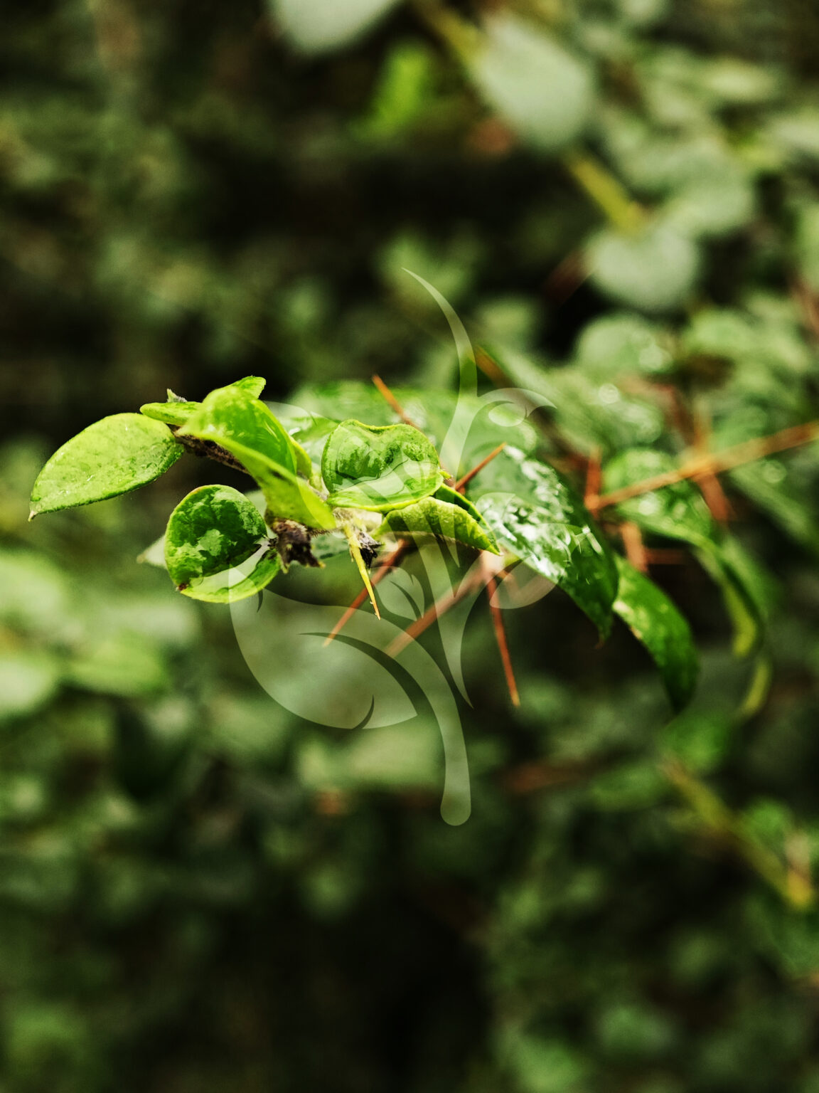 IMG_20240830_095309 copia