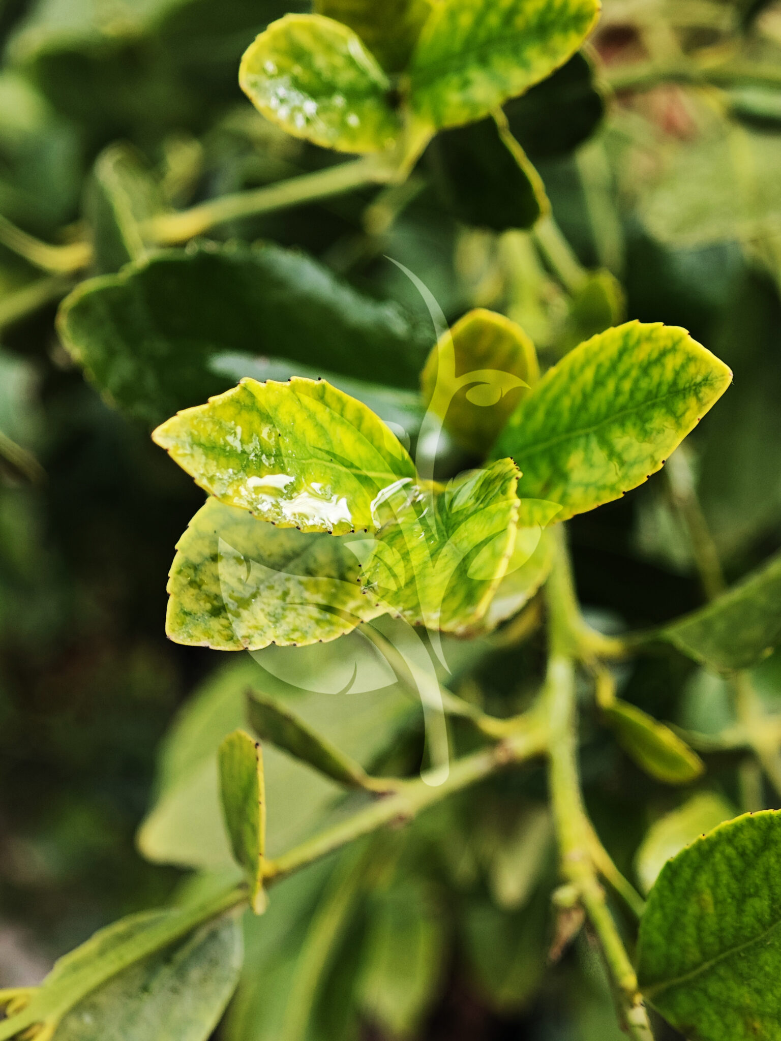 IMG_20240830_095338 copia