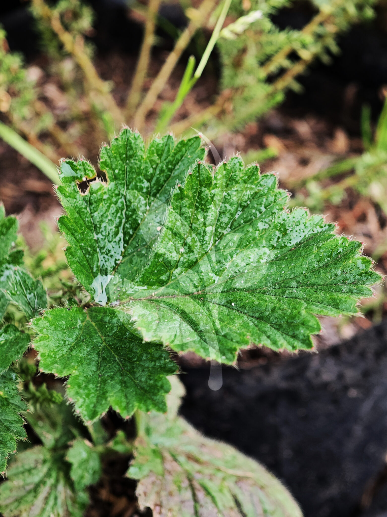 IMG_20240830_095750 copia