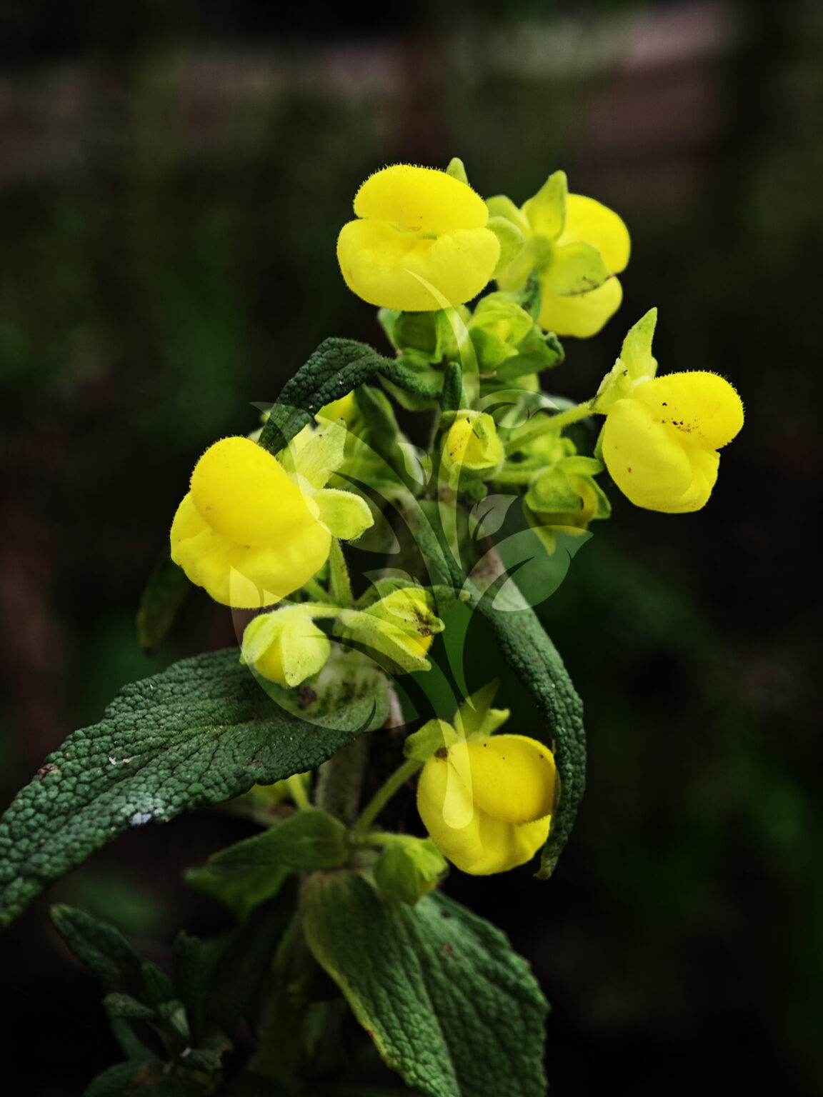 IMG_20240830_095929 copia