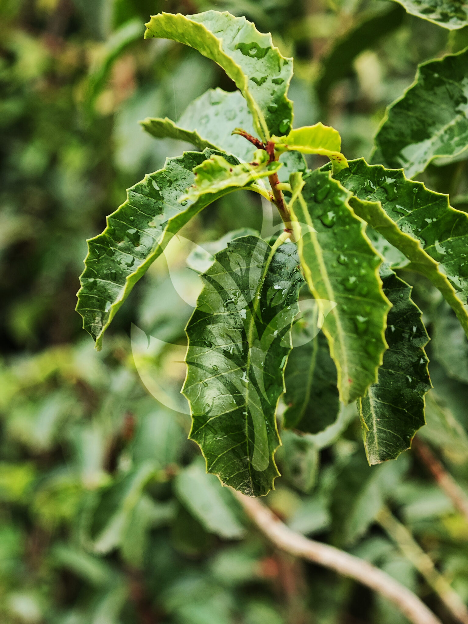 IMG_20240830_100309 copia