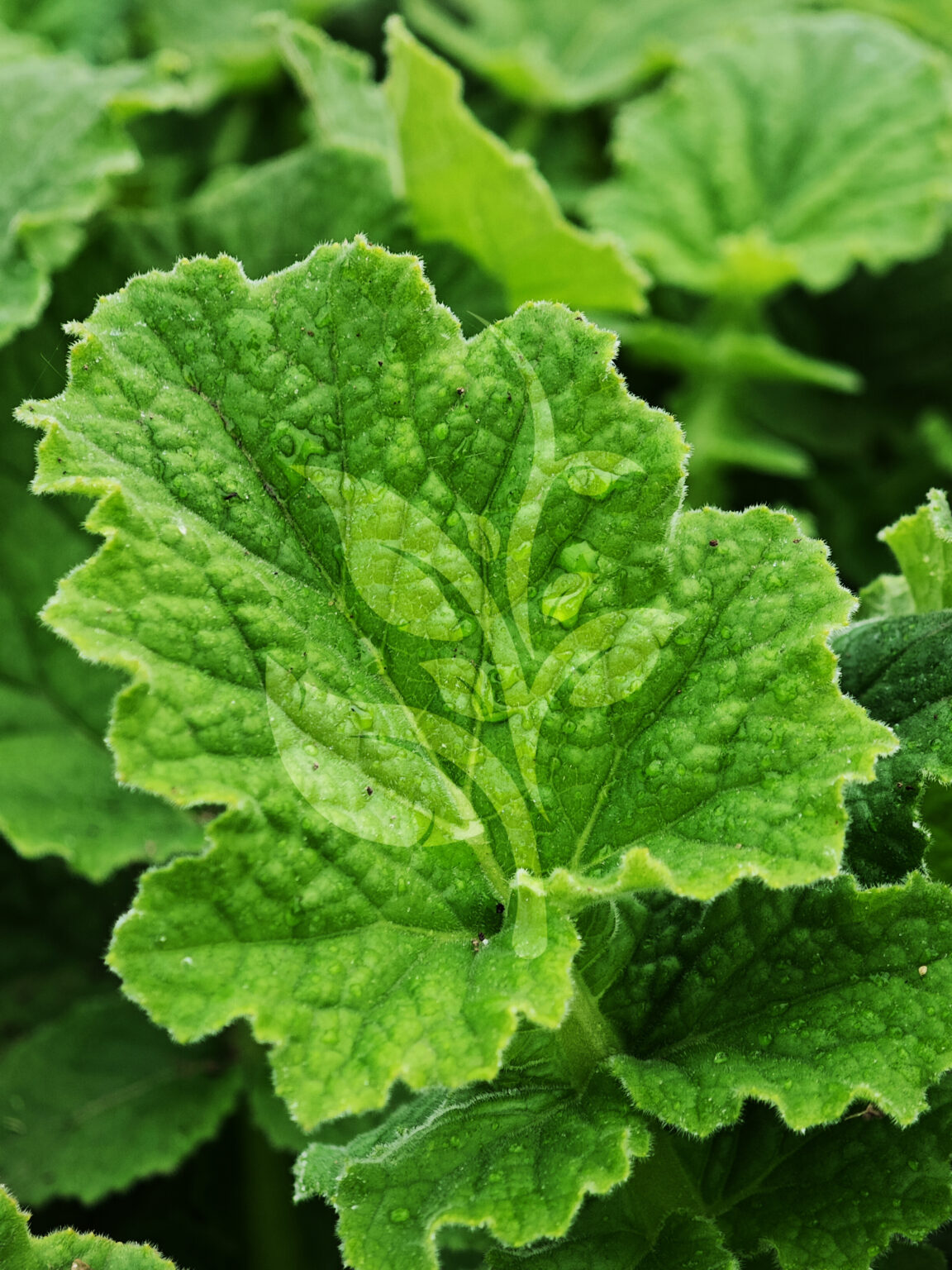 IMG_20240830_100356 copia