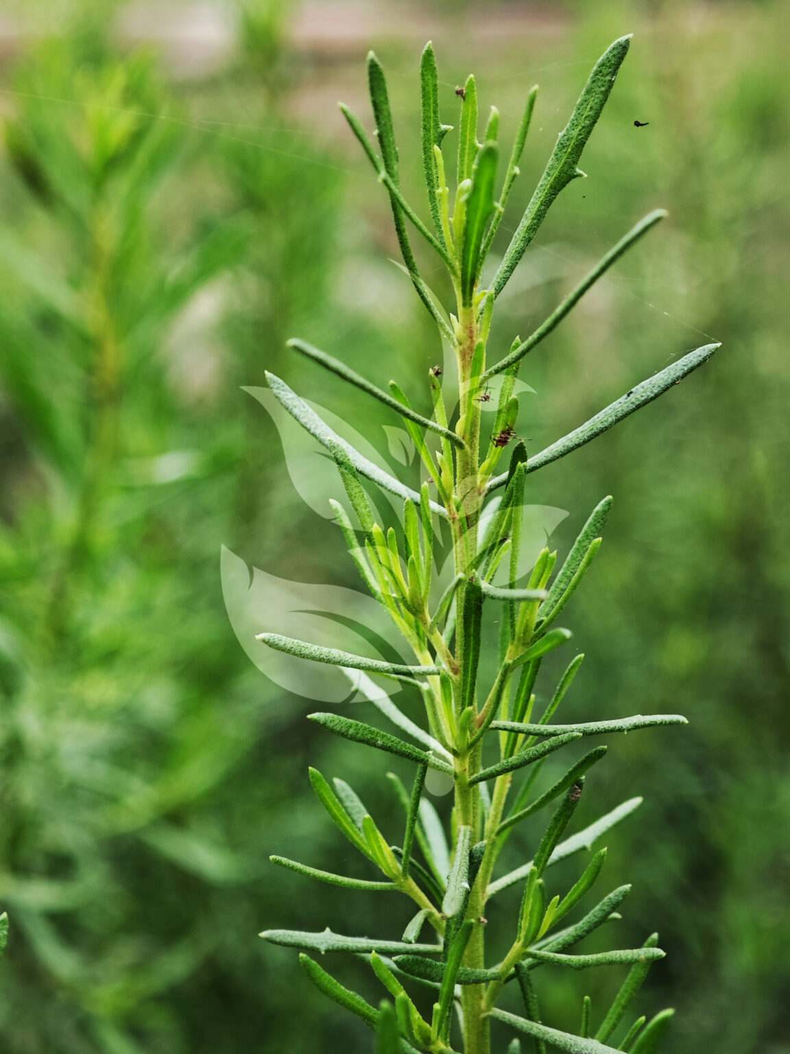 IMG_20240830_100414 copia