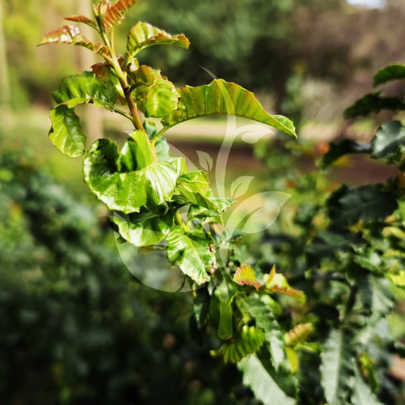 IMG_20240830_085324 copia