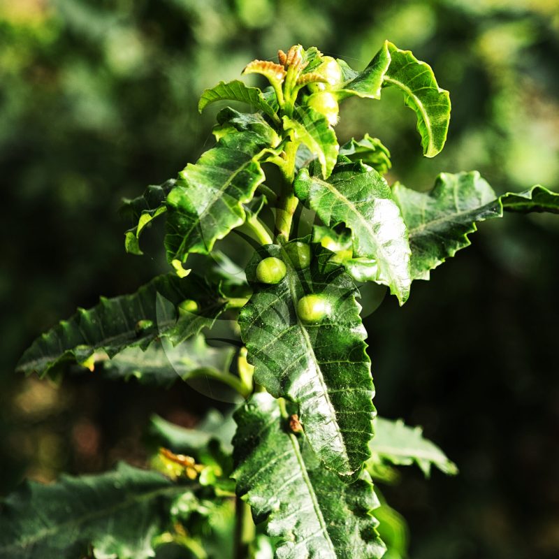 IMG_20240830_085342 copia