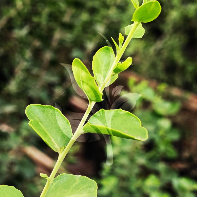 IMG_20240830_090025 copia