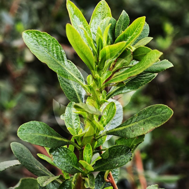 IMG_20240830_090039 copia