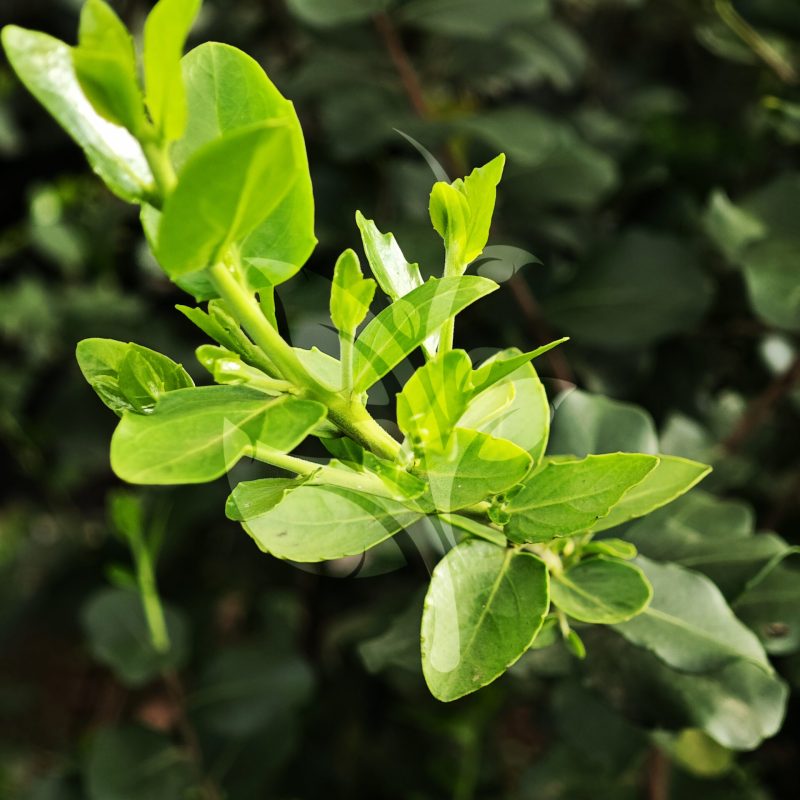 IMG_20240830_090133 copia