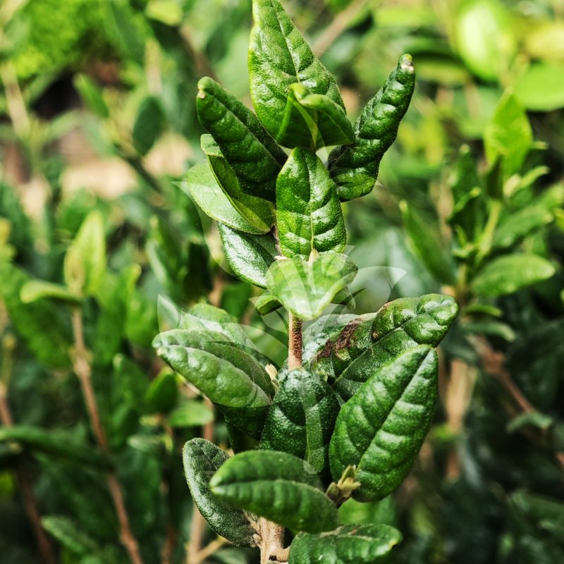 IMG_20240830_090224 copia