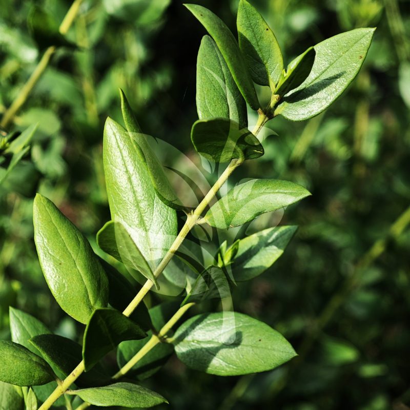 IMG_20240830_090242 copia