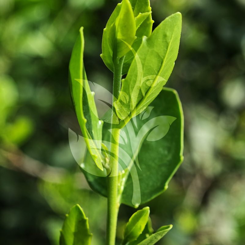 IMG_20240830_090314 copia